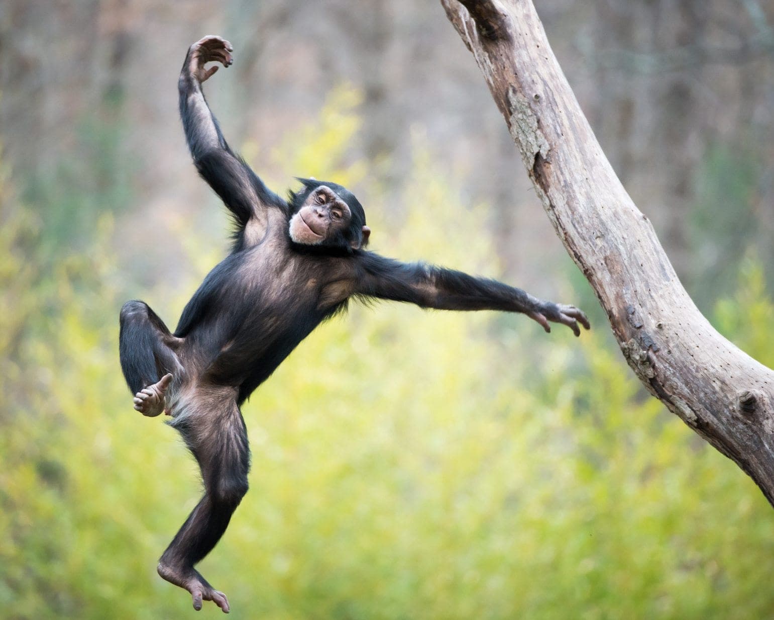 Flying Monkeys